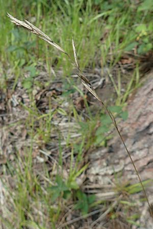 Brachypodium rupestre \ Felsen-Zwenke, D Etzen-Gesäß 3.9.2015