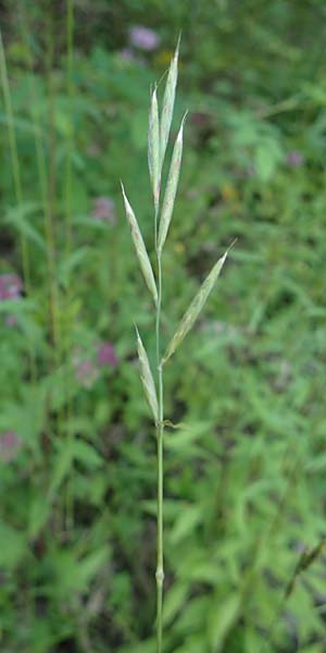 Brachypodium rupestre \ Felsen-Zwenke, D Etzen-Gesäß 16.7.2016