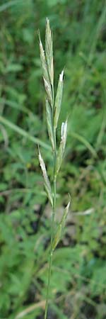 Brachypodium rupestre \ Felsen-Zwenke, D Etzen-Gesäß 16.7.2016