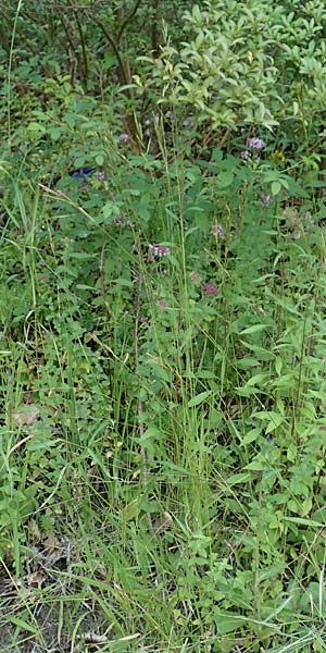 Brachypodium rupestre \ Felsen-Zwenke, D Etzen-Gesäß 16.7.2016