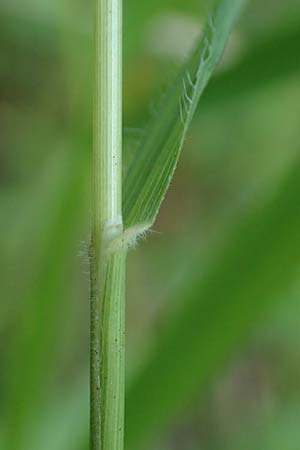 Brachypodium rupestre \ Felsen-Zwenke, D Etzen-Gesäß 16.7.2016