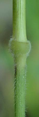 Brachypodium rupestre \ Felsen-Zwenke, D Etzen-Gesäß 16.7.2016