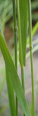 Bromus racemosus \ Trauben-Trespe / Bald Brome, D Odenwald, Affolterbach 16.6.2017