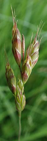 Bromus racemosus \ Trauben-Trespe / Bald Brome, D Odenwald, Affolterbach 16.6.2017