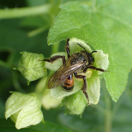 Bryonia dioica \ Rotfrchtige Zaunrbe, D Altrip 17.6.2018