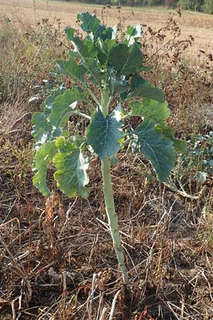 Brassica oleracea subsp. acephala \ Gemse-Kohl / Cale, D Hattersheim-Eddersheim 5.9.2018