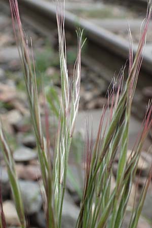 Bromus spec1 ? / Brome, D Mannheim 5.5.2019