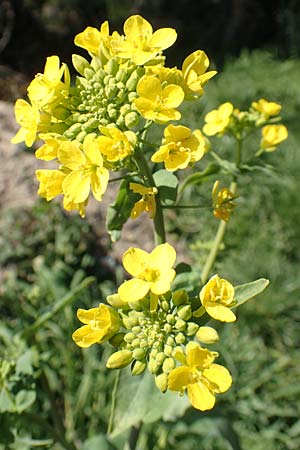 Brassica napus \ Raps / Oilseed Rape, Rapeseed, D Weinheim an der Bergstraße 31.3.2020