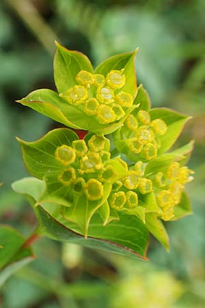 Bupleurum rotundifolium \ Rundblttriges Hasenohr / Hare's Ear, Thorough-Wax, D Neuleiningen 15.6.2020