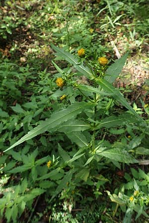 Bidens radiata \ Strahliger Zweizahn / Beggartick, D Kaiserslautern 19.8.2020