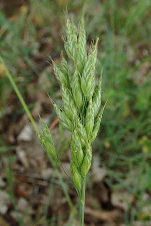 Bromus hordeaceus agg. \ Weiche Trespe / Soft Brome, D Hockenheim 8.6.2021