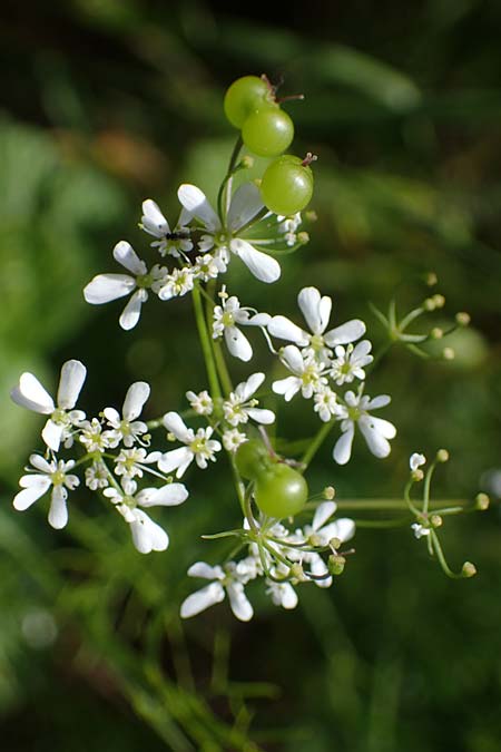 Bifora radians \ Strahlen-Hohlsame, Stink-Koriander / Wild Bishop, D Grünstadt-Asselheim 16.6.2021