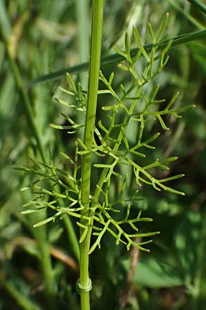 Bifora radians \ Strahlen-Hohlsame, Stink-Koriander / Wild Bishop, D Grünstadt-Asselheim 16.6.2021