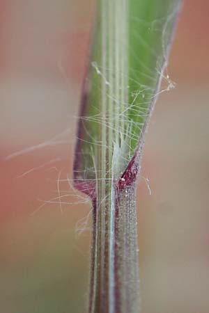 Bromus diandrus \ Grohrige Trespe / Great Brome, D Mannheim 24.4.2022