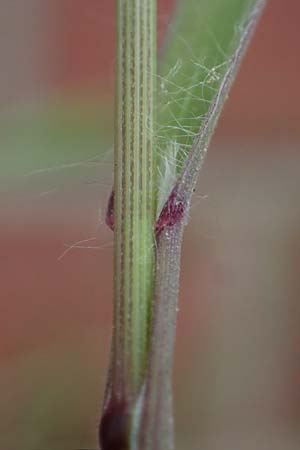 Bromus diandrus \ Grohrige Trespe / Great Brome, D Mannheim 24.4.2022