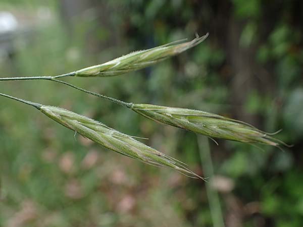 Bromus riparius \ Ufer-Trespe / Meadow Brome, D Ettlingen 27.5.2022