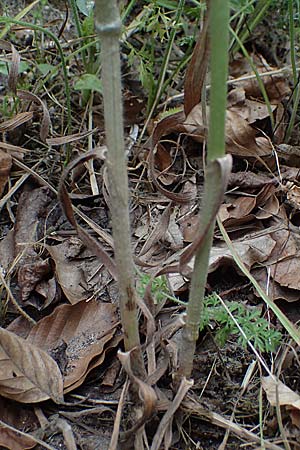 Bromus riparius \ Ufer-Trespe / Meadow Brome, D Ettlingen 27.5.2022