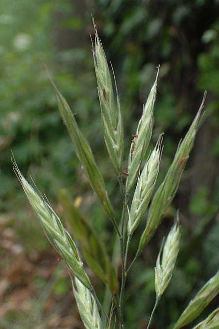 Bromus riparius \ Ufer-Trespe / Meadow Brome, D Ettlingen 27.5.2022