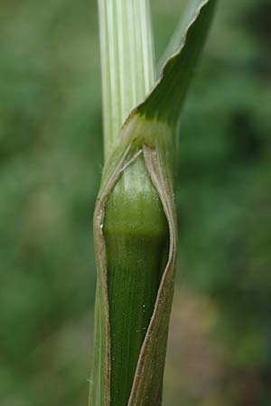 Bromus riparius \ Ufer-Trespe / Meadow Brome, D Ettlingen 27.5.2022