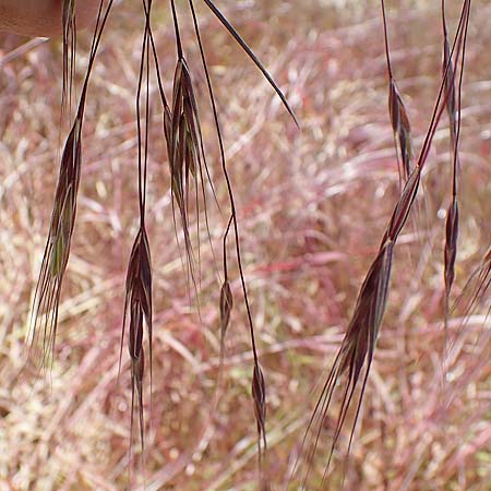 Bromus tectorum \ Dach-Trespe / Drooping Brome, D Thüringen, Herrnschwende 14.6.2023