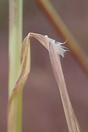 Bromus tectorum \ Dach-Trespe, D Thüringen, Herrnschwende 14.6.2023