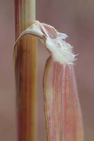 Bromus tectorum \ Dach-Trespe / Drooping Brome, D Thüringen, Herrnschwende 14.6.2023