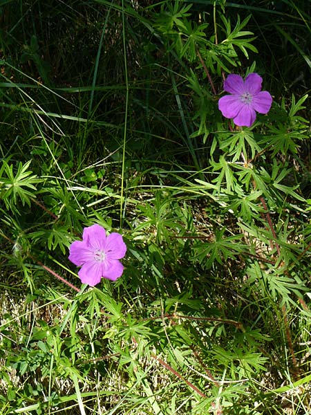 Geranium sanguineum \ Blut-Storchschnabel, Blutroter Storchschnabel / Bloody Crane's-Bill, D Fridingen 3.6.2015