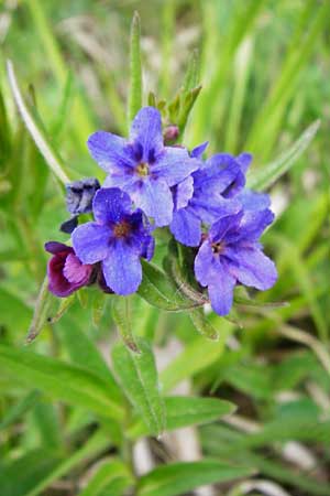 Lithospermum purpurocaeruleum \ Blauroter Steinsame / Purple Gromwell, D Nüdlingen 9.5.2015