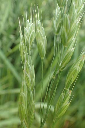 Bromus secalinus \ Roggen-Trespe / Cheat Grass, Chess Grass, D Tiefenbronn 26.6.2016