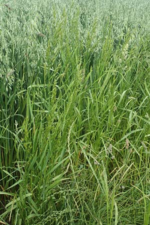 Bromus secalinus \ Roggen-Trespe / Cheat Grass, Chess Grass, D Tiefenbronn 26.6.2016