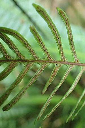 Blechnum spicant \ Gewhnlicher Rippenfarn, D Schwarzwald, Unterstmatt 4.8.2016