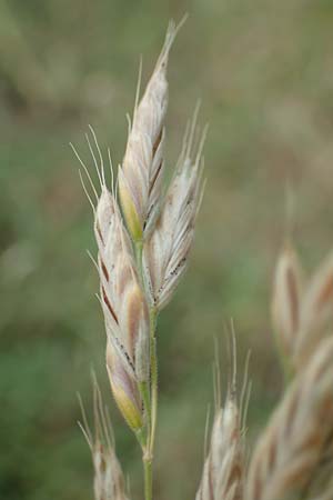 Bromus secalinus \ Roggen-Trespe, D Lützelbach 24.6.2017