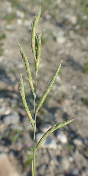 Brachypodium pinnatum \ Gefiederte Zwenke, D Hartheim 5.6.2018