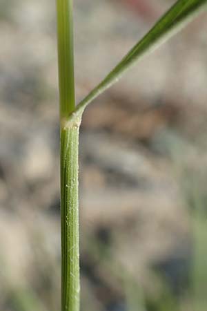 Brachypodium pinnatum \ Gefiederte Zwenke / Tor Grass, Heath False Brome, D Hartheim 5.6.2018