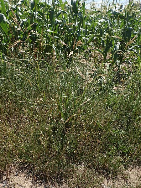 Bromus sitchensis \ Sitka-Trespe / Alaska Brome, D Frankfurt-Fechenheim 20.6.2018