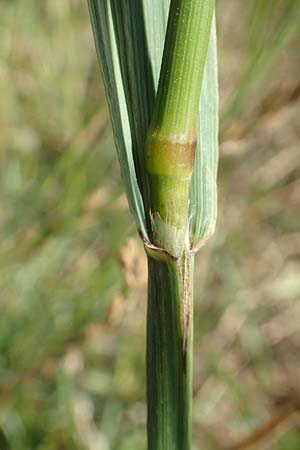 Bromus sitchensis \ Sitka-Trespe, D Frankfurt-Fechenheim 20.6.2018