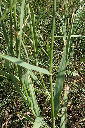 Bromus sitchensis \ Sitka-Trespe / Alaska Brome, D Frankfurt-Fechenheim 20.6.2018