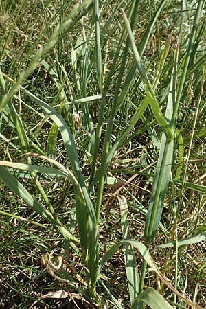 Bromus sitchensis \ Sitka-Trespe, D Frankfurt-Fechenheim 20.6.2018