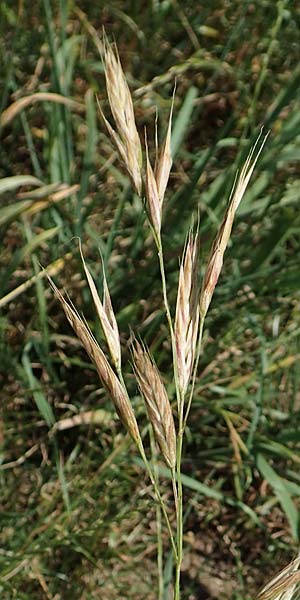 Bromus sitchensis \ Sitka-Trespe / Alaska Brome, D Frankfurt-Fechenheim 20.6.2018