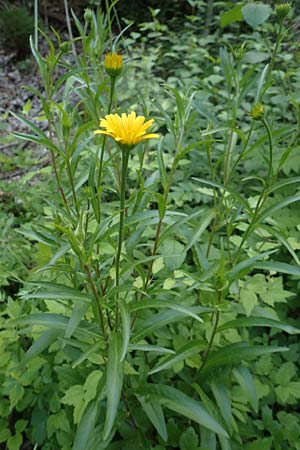 Buphthalmum salicifolium \ Weidenblättriges Ochsenauge, Rindsauge / Yellow Ox-Eye, D Spaichingen 26.6.2018