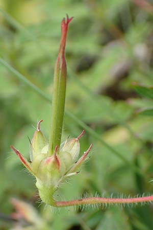 Geranium sanguineum / Bloody Crane's-Bill, D Blaubeuren 27.6.2018