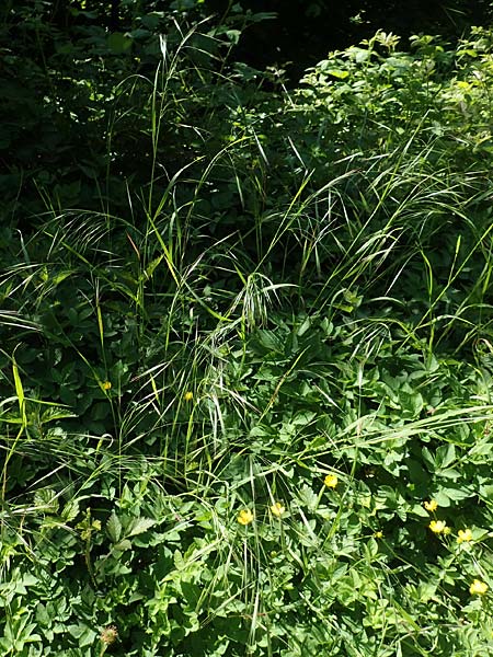 Bromus sterilis \ Taube Trespe / Poverty Brome, D Weinheim an der Bergstraße 7.5.2020