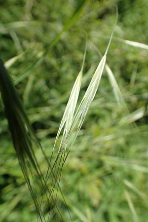 Bromus sterilis \ Taube Trespe / Poverty Brome, D Weinheim an der Bergstraße 7.5.2020