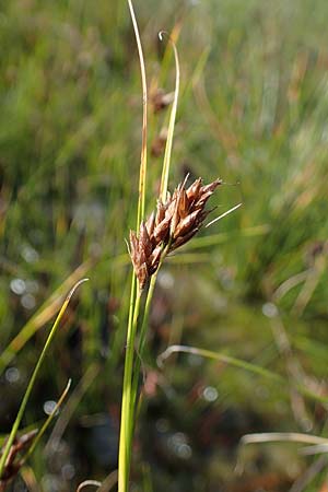 Rhynchospora fusca \ Braune Schnabelbinse, Braunes Schnabelried, D Elmpt 6.9.2021