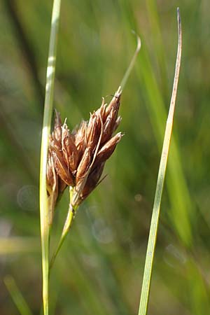 Rhynchospora fusca \ Braune Schnabelbinse, Braunes Schnabelried, D Elmpt 6.9.2021