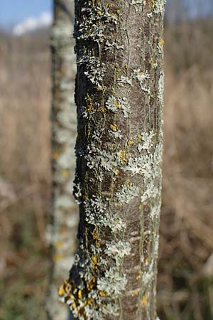 Colutea arborescens \ Blasenstrauch, D Mannheim,  Friesenheimer Insel 4.3.2022