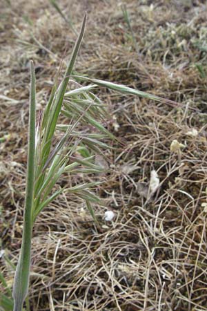 Bromus tectorum / Drooping Brome, D Sandhausen 23.4.2007