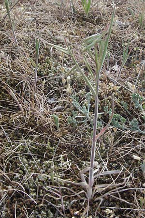 Bromus tectorum \ Dach-Trespe, D Sandhausen 23.4.2007