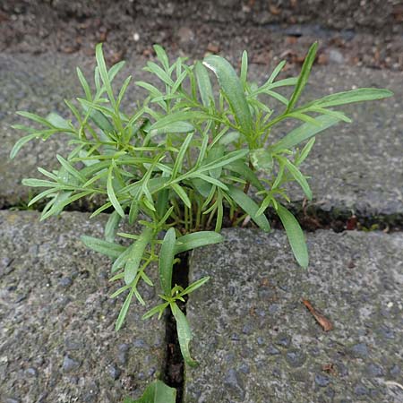 Bidens triplinervia var. macrantha \ Dreinerviger Zweizahn / Three-Nerved Beggartick, D Bochum 9.8.2021