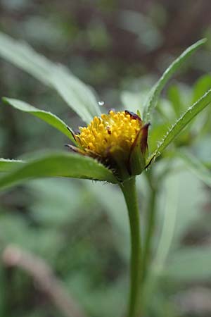 Bidens tripartita \ Dreiteiliger Zweizahn, D Düren 20.8.2022